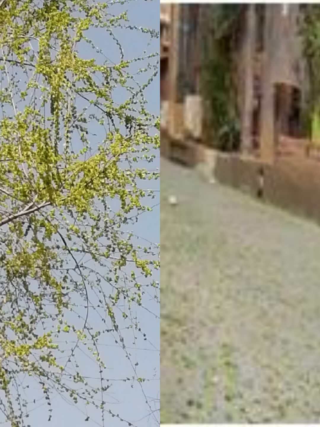 picname