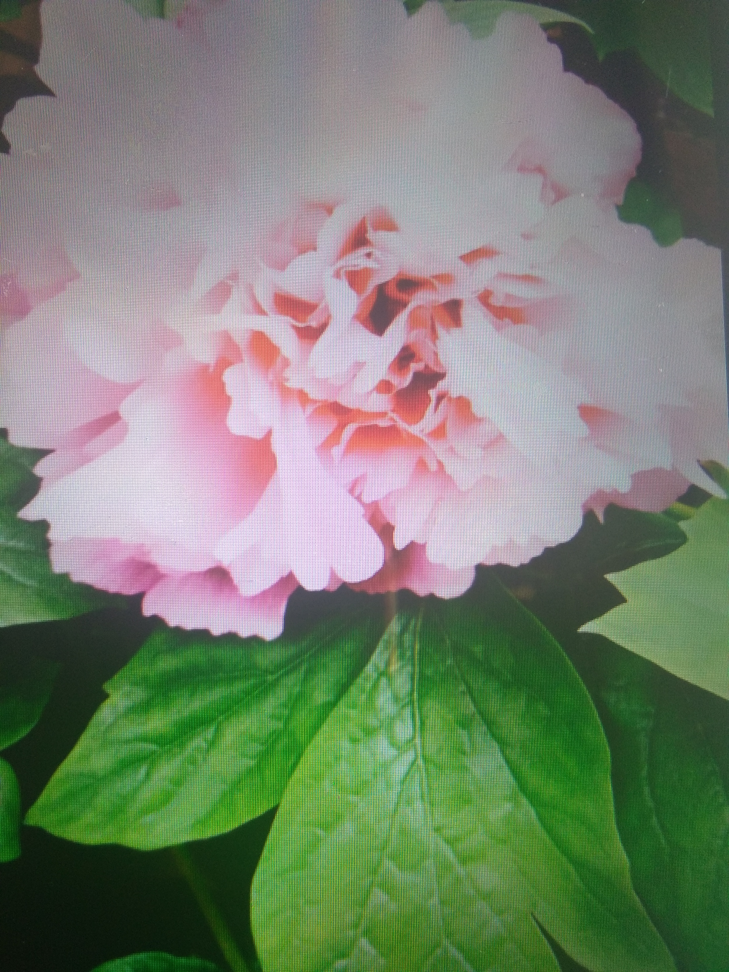 picname