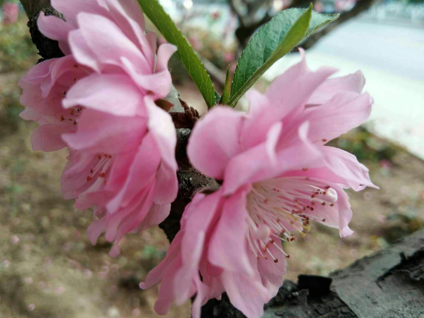 picname