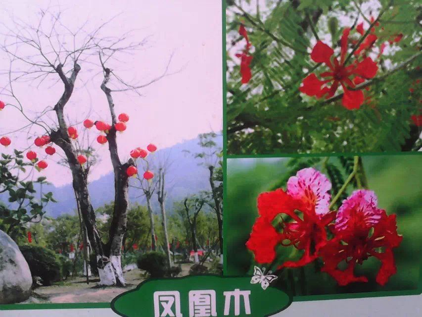picname