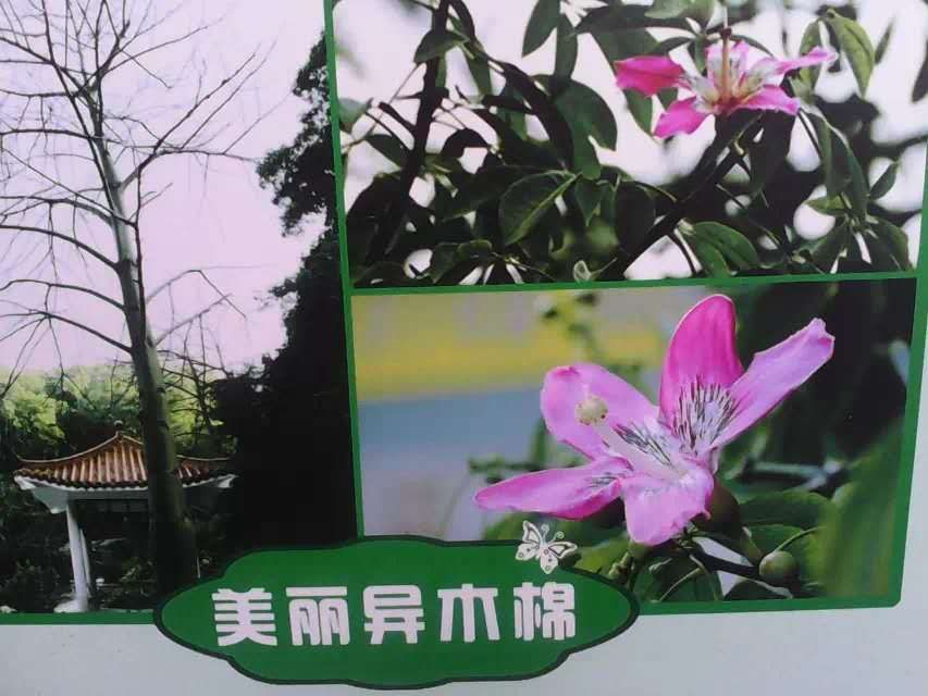 picname