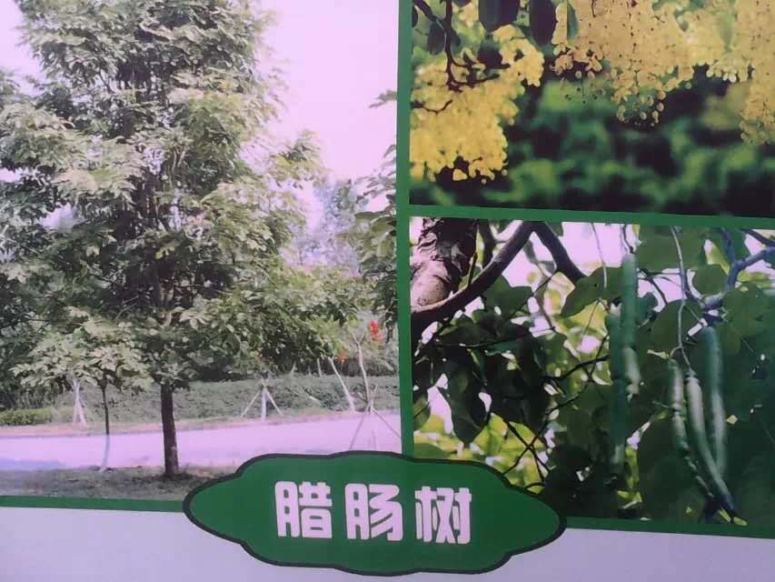 picname