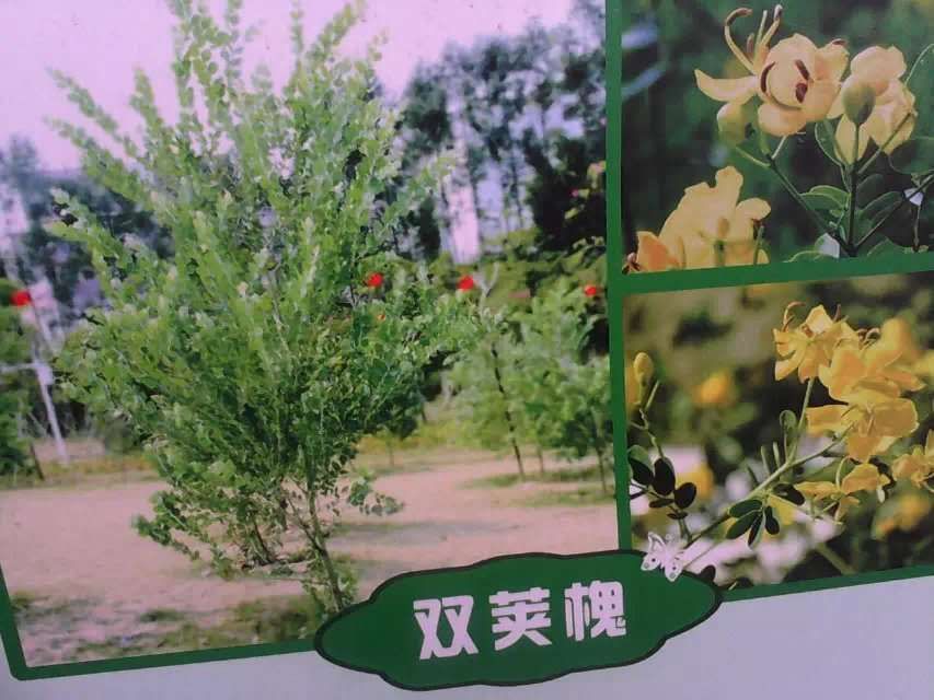 picname