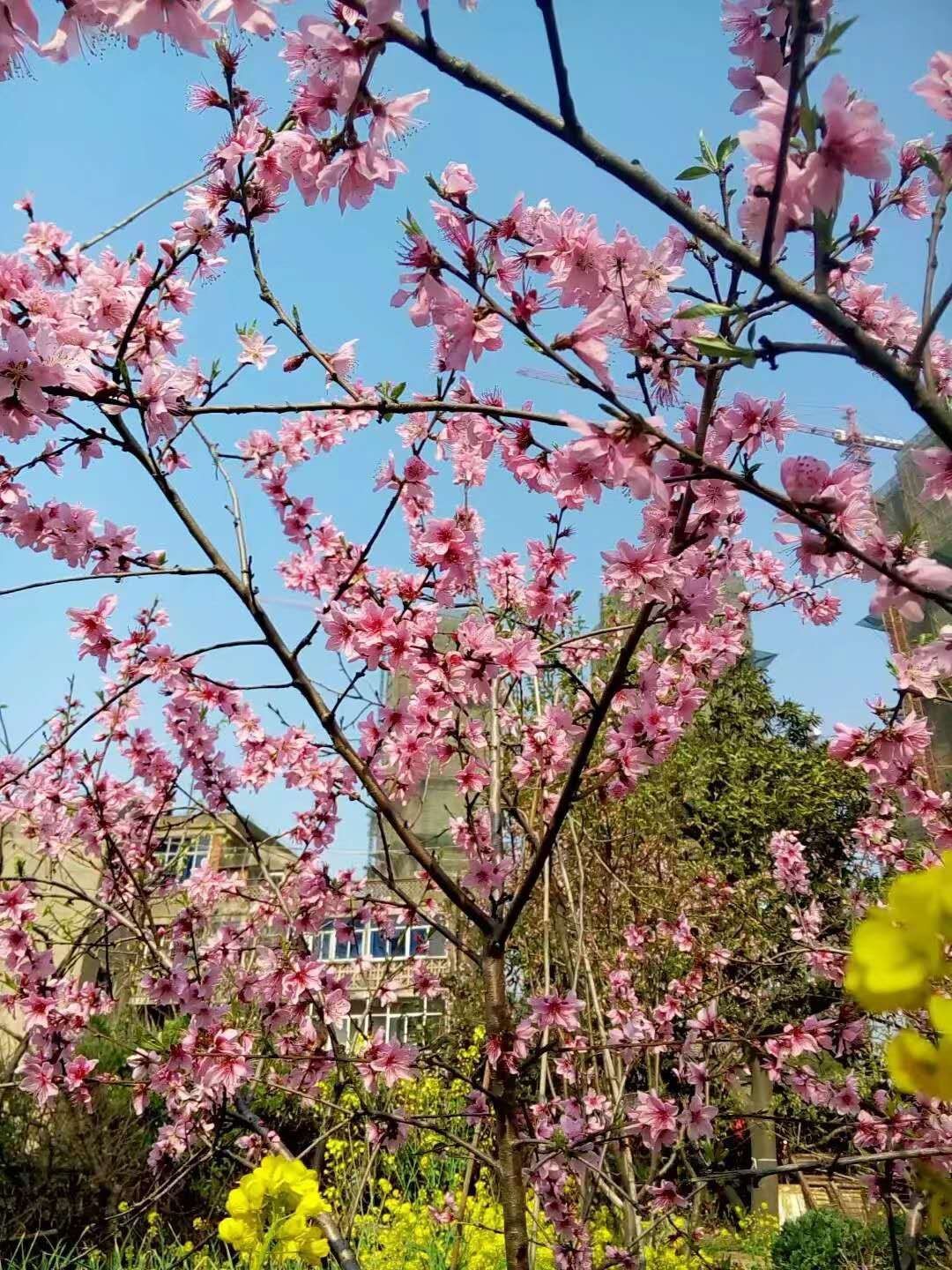 崔锦艳随笔《又是一年桃花红》第五期(总第174期)选刊的作品(图6)
