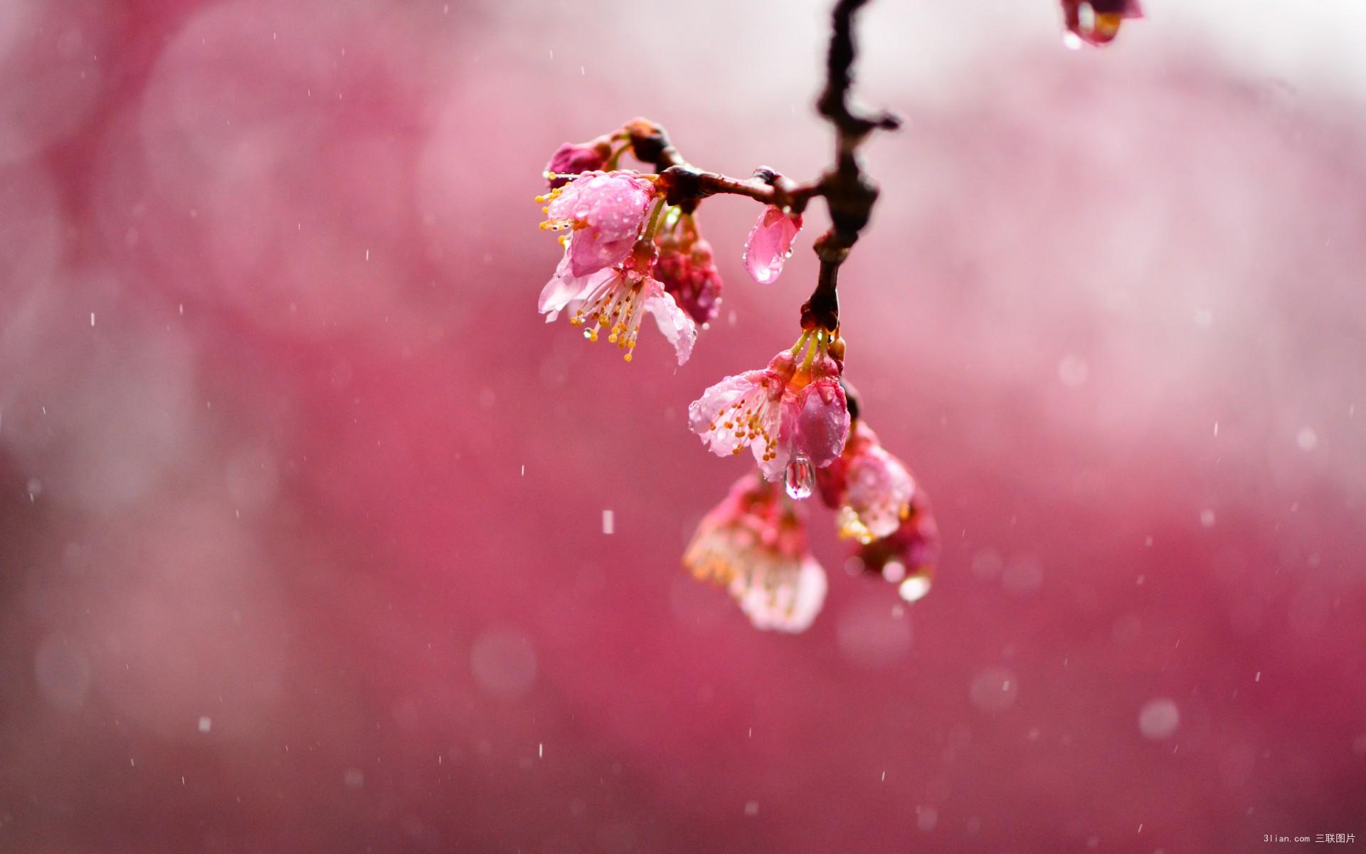 picname