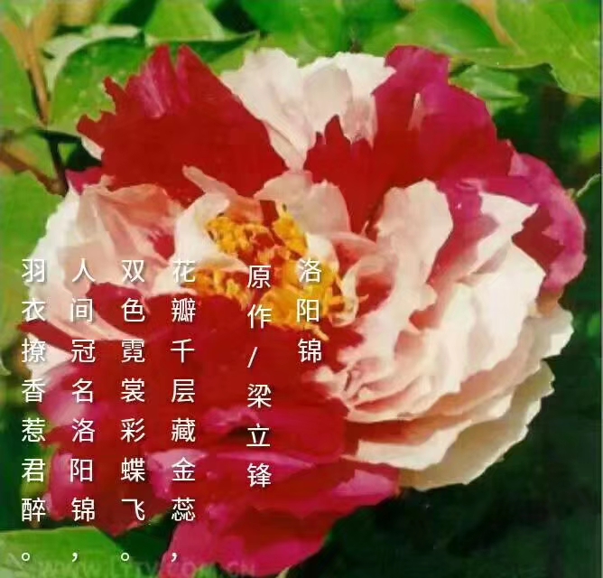 picname