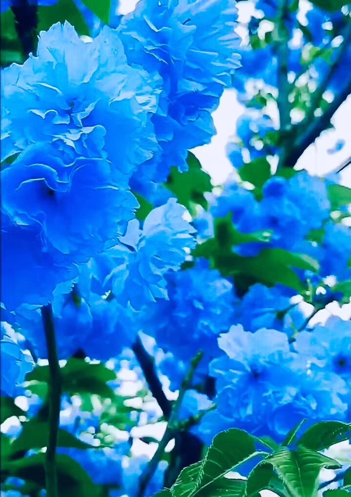picname