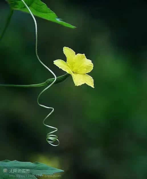 picname
