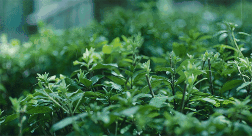 picname
