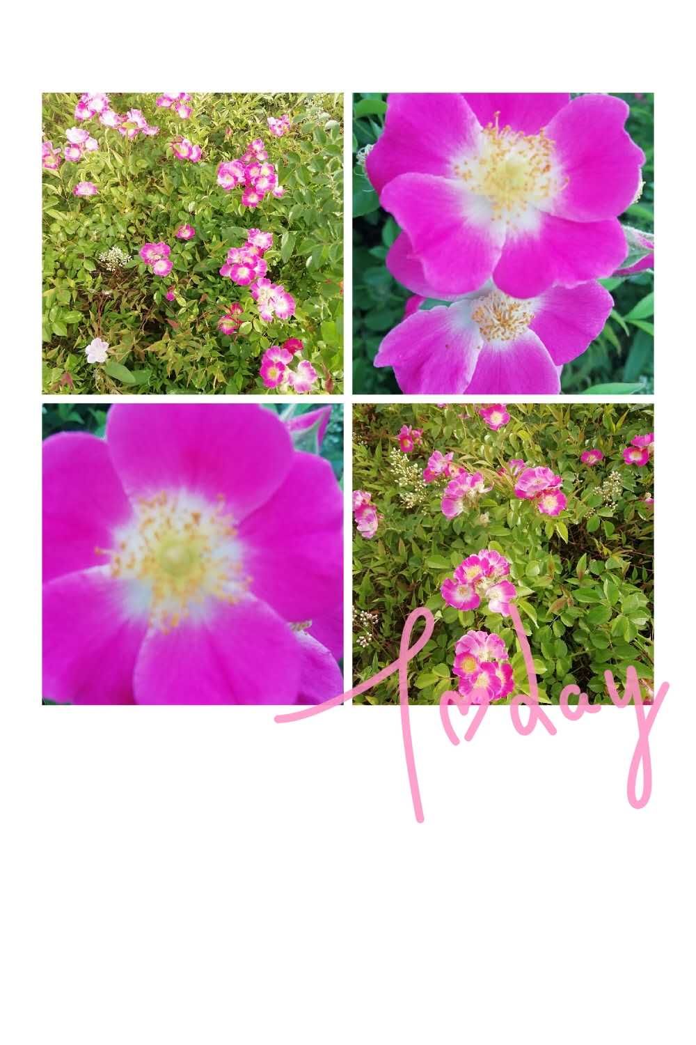 picname
