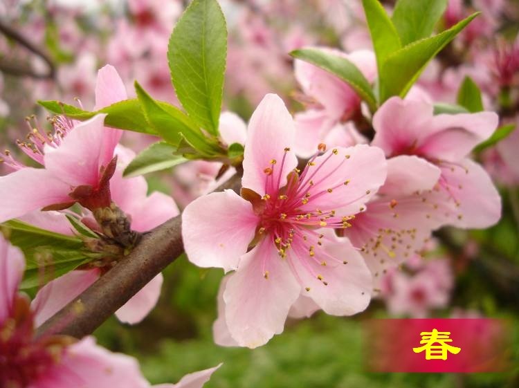 智者见智《微诗三首》第六期（总第208期）选刊的作品（图2）