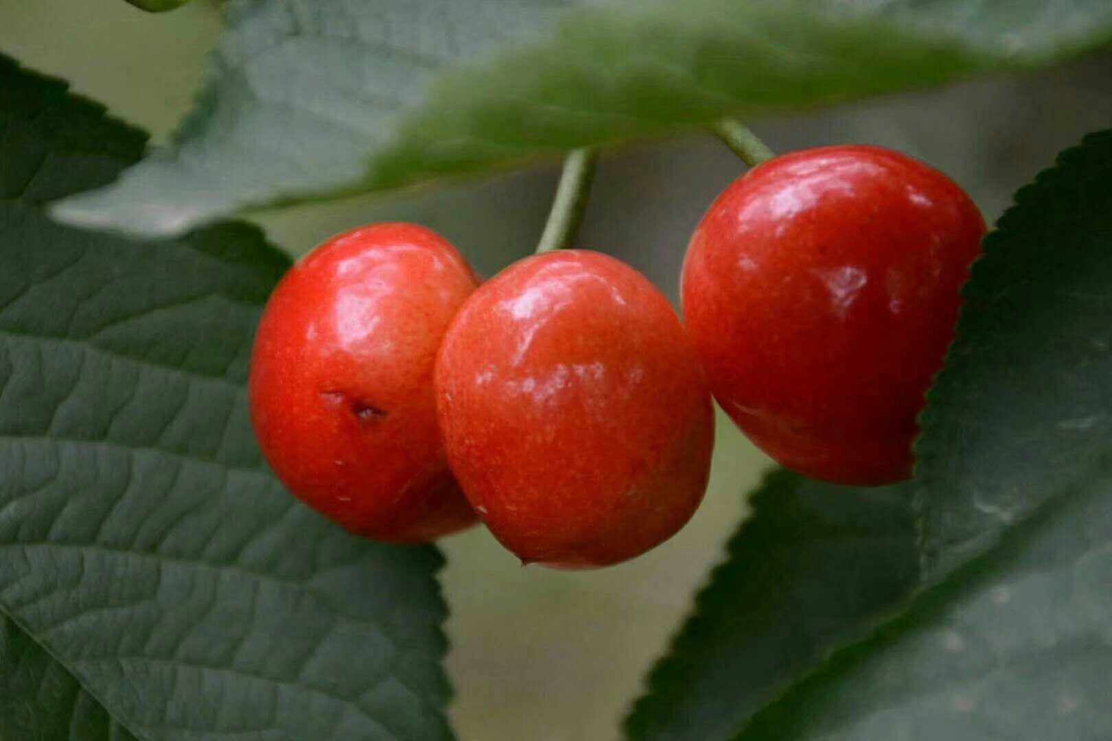 picname