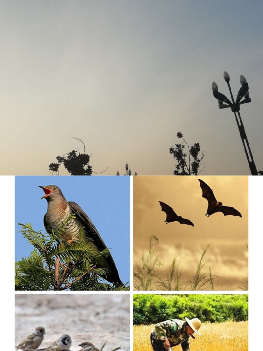 picname