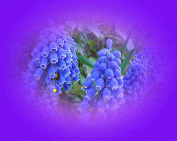 picname