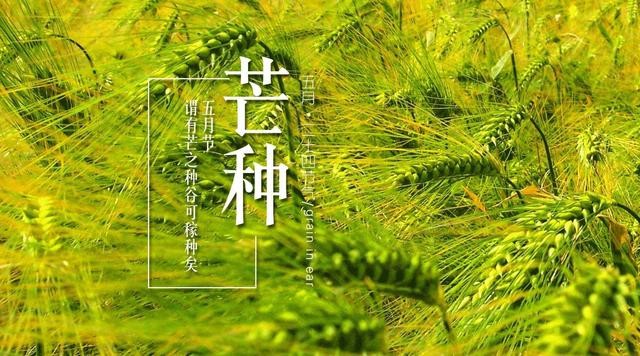 【诗生活】同题03期‖芒种（四）‖作者:刘笃瑜 水弦 静静的百合