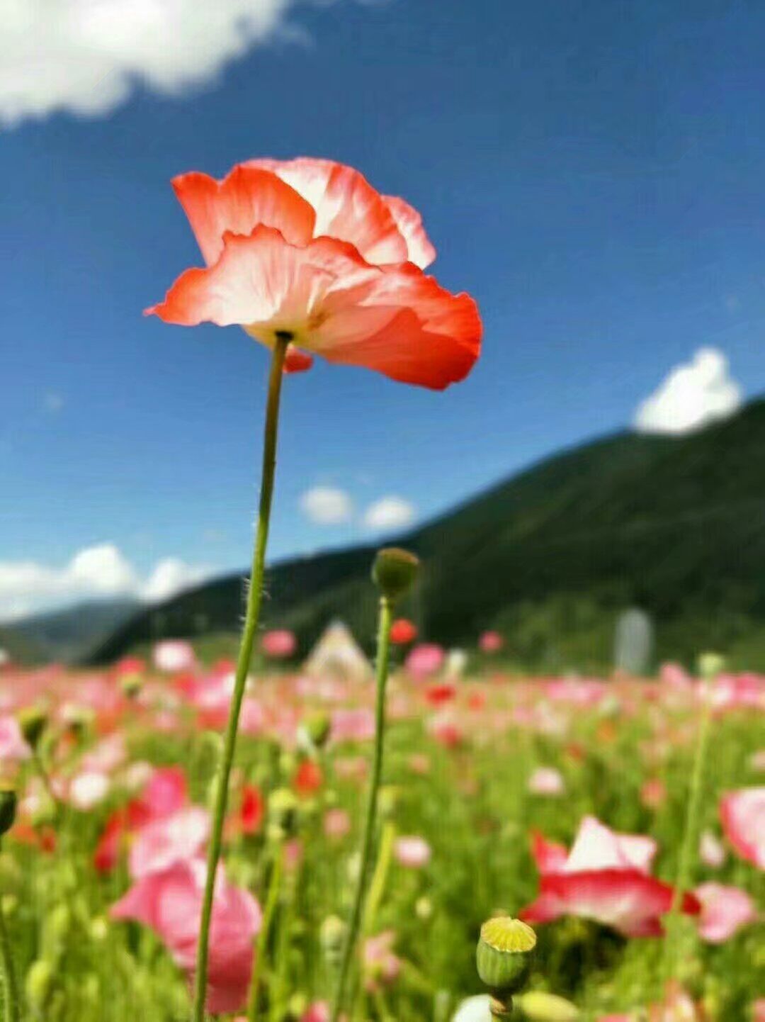 picname