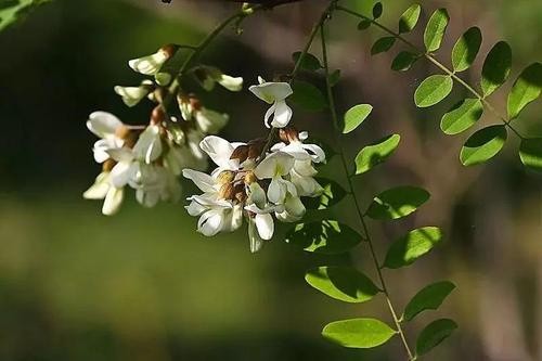 【诗生活】怡红逸翠 文/红菁树