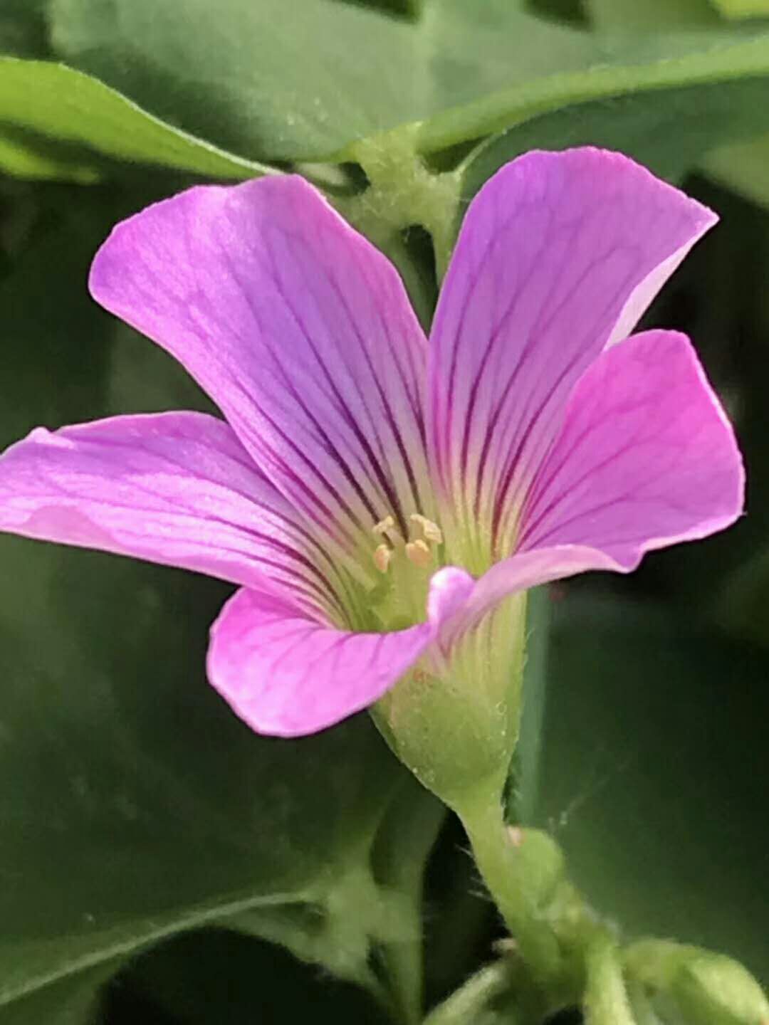 picname