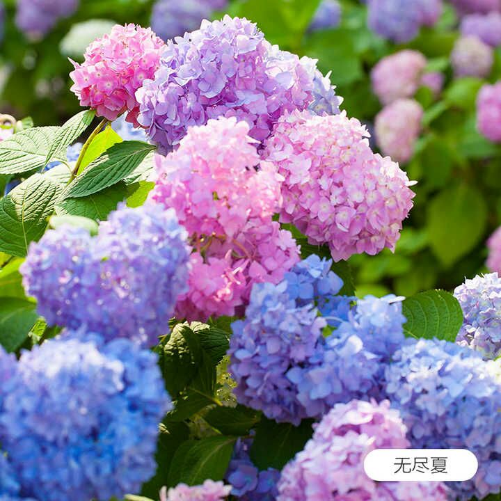 picname