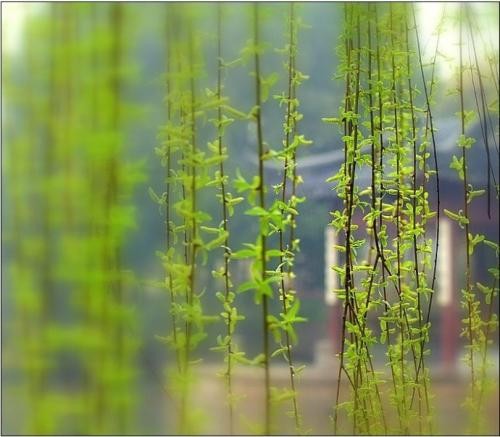 【诗生活】思 文/张春梅/辽宁营口