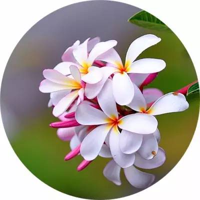 picname