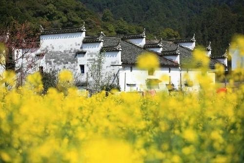 【诗生活】山中的油菜花 文/那片树叶(河北)