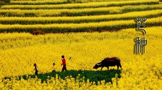【诗生活】芒种 文/段福平（湖南）