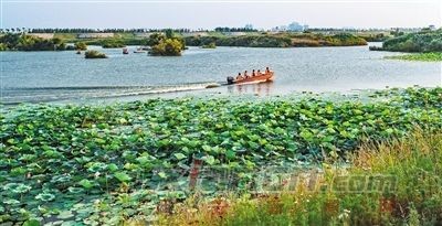 【诗生活】炎夏之怡 文/红菁树