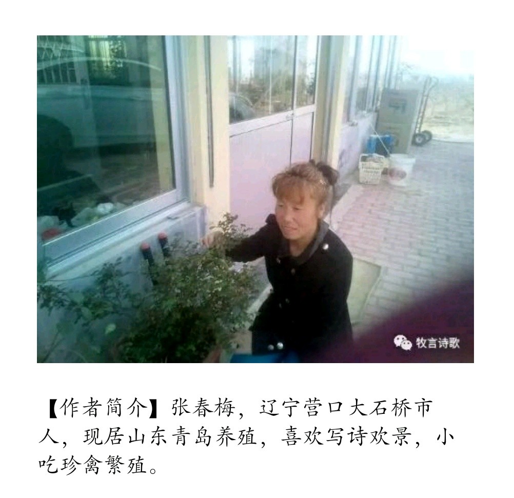 【诗生活】三五七言描心语 文/张春梅/辽宁（图2）