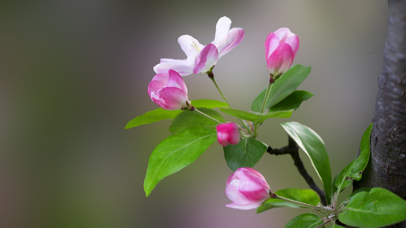 【诗生活】奔向心河彼岸的花香（外一首） 文/那片树叶