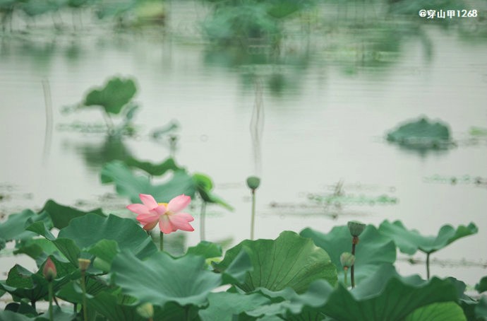 【诗生活】夏日荷塘 文/ 浪迹天涯