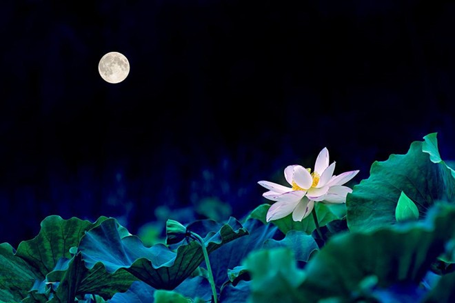 【诗生活】清风荷韵（外一首） 文/木羊（陕西）