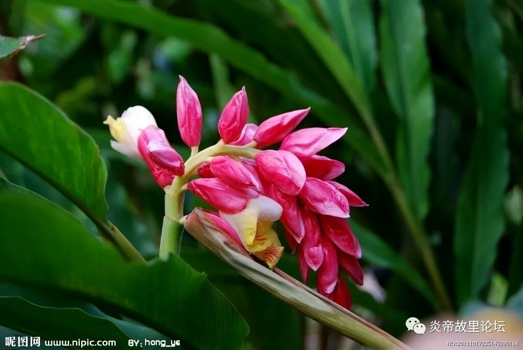 picname