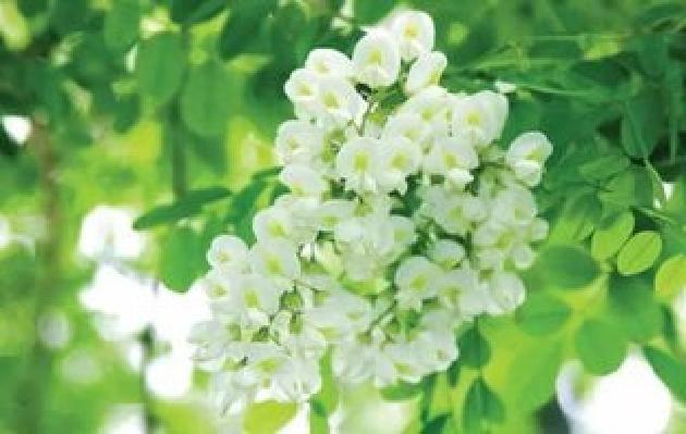 【诗生活】走进多情的七月 文/九毛(广东肇庆)