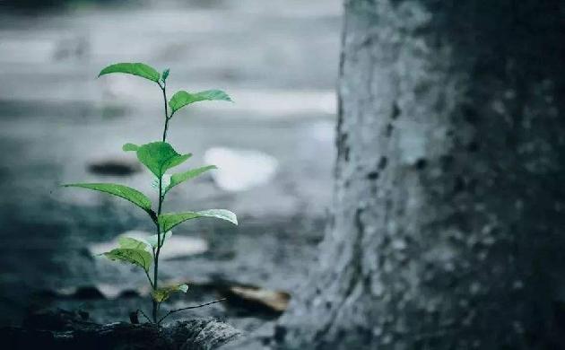 【诗生活】岁月，把我风干成种子（诗三首） 文/陈永振