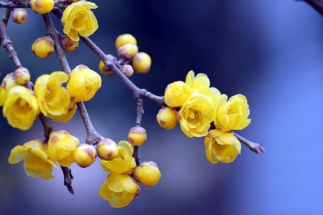花儿为谁开 文/王石白雨（图2）