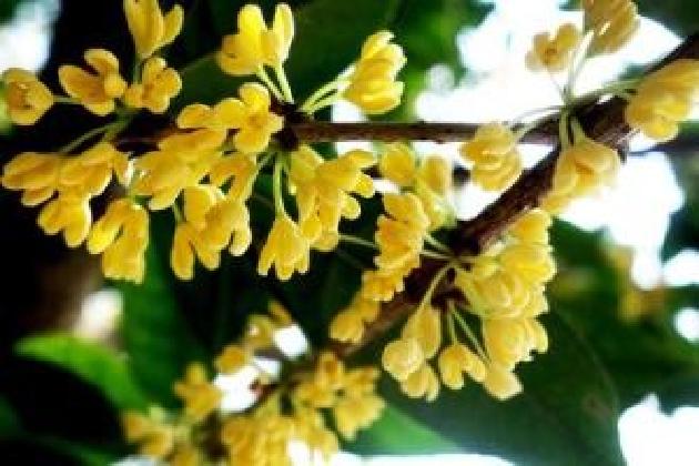【诗生活】实力诗人‖刘笃瑜‖那年花开墨正浓