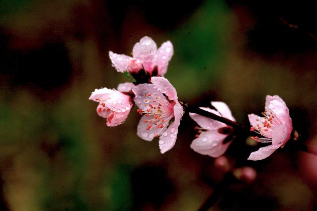江城子.二首 文/暖雨晴风（图2）