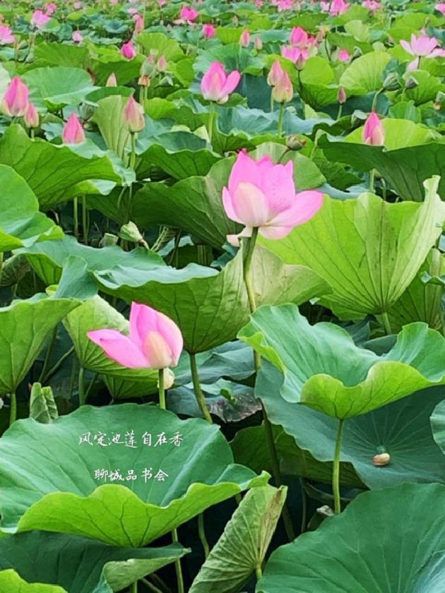 品读《今日简史》分享之自由 文/铭滟(图2)