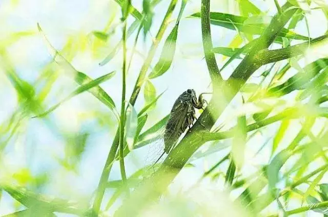 picname