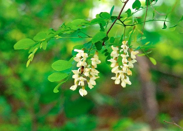 【诗生活】那年花开墨正浓 文/木羊（陕西）