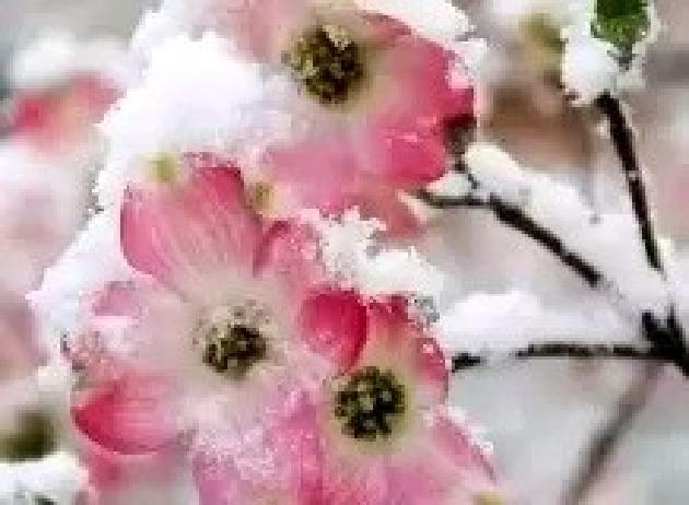 月下疏影微小说《一树花开》第八期（总第348期）选刊的作品（图2）