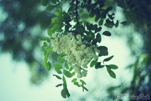 picname