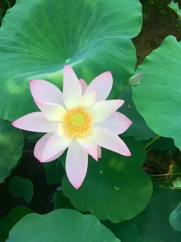 【诗生活】清池绿叶捧红莲 文/张雅掀
