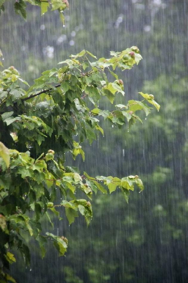 夏雨 文/徐文芳（图2）