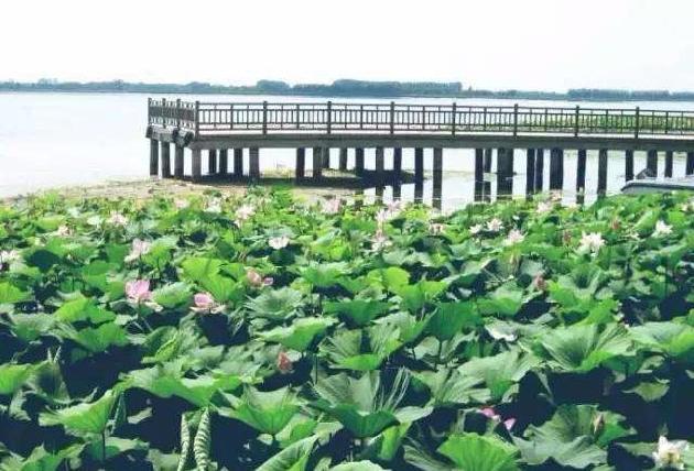 游览珍珠湖 观荷赏花 作者:修润和（图2）