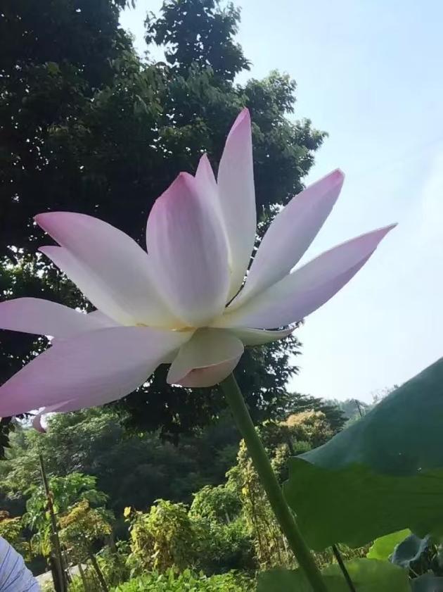 【诗生活】群同题07期‖夏日抒情（四）‖作者:明月心 蒲公英阿伟 木羊 张雅掀 红柳 静静的百合