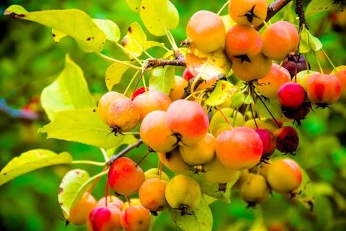 【诗生活】实力诗人‖刘笃瑜‖盛夏的果实