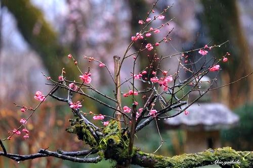 李道缘诗韵《雨惹的祸》第八期（总第356期）选刊的作品（图2）