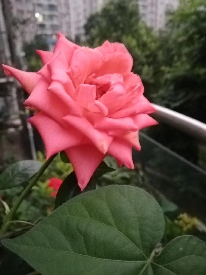 picname